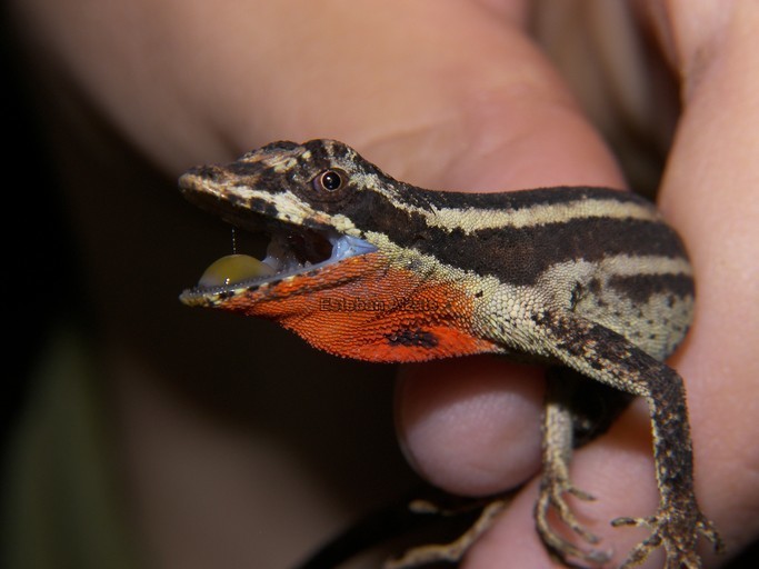 Image of Garland Anole