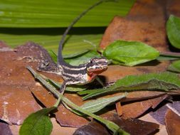 Image of Garland Anole