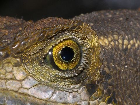 Image of Common Basilisk