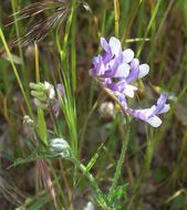 Image of fodder vetch