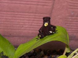 Image of Harlequin Poison Frog