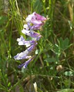 Image of fodder vetch