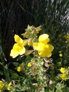 Plancia ëd <i>Mimulus guttatus</i>