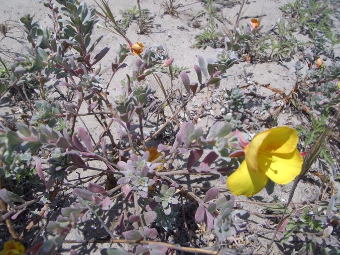 Image of Camissoniopsis cheiranthifolia (Hornem. ex Spreng.) W. L. Wagner & Hoch