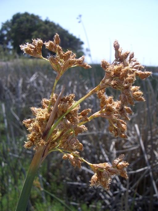 Plancia ëd Schoenoplectus acutus (Muhl. ex Bigelow) Á. Löve & D. Löve