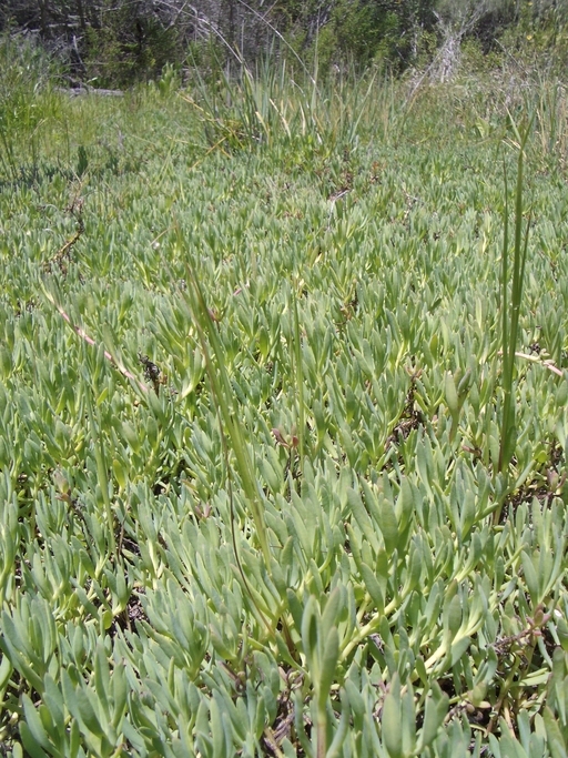 Image of marsh jaumea