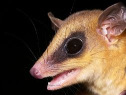 Image de Opossum-souris de Robinson