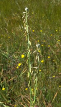 Image of Polygala monspeliaca L.