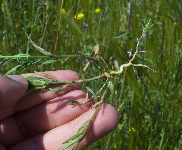 Image of Polygala monspeliaca L.