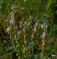 Image of Polygala monspeliaca L.