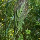 Image of Red brome