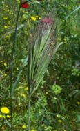 Image de Bromus rubens L.