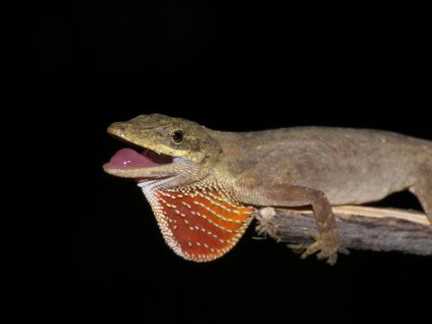 Image of Blemished Anole