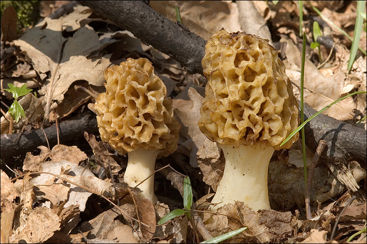 Plancia ëd Morchella esculenta (L.) Pers. 1801