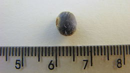 Image of sacky sac bean