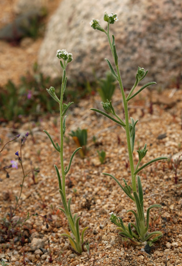 Plancia ëd Cryptantha pterocarya (Torr.) Greene