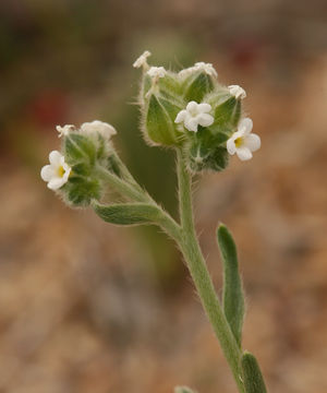 Plancia ëd Cryptantha pterocarya (Torr.) Greene