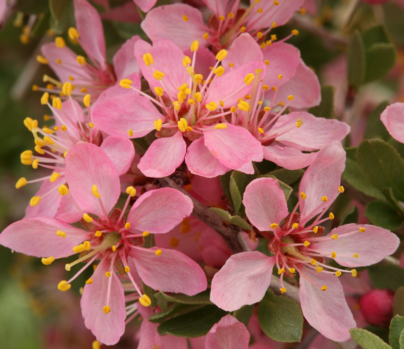 Imagem de Prunus andersonii Gray