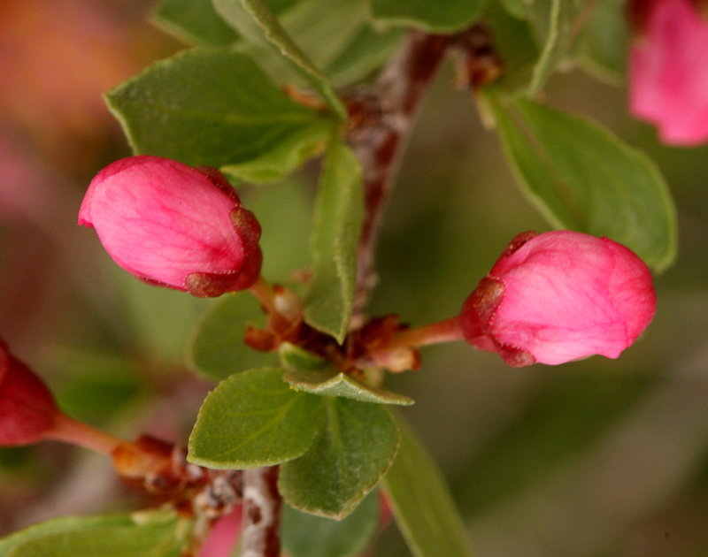 Image of desert peach