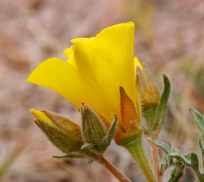 Image of shining blazingstar