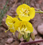 Imagem de Chylismia claviformis subsp. lancifolia (A. Heller) W. L. Wagner & Hoch