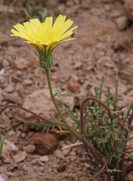 Image de Calycoseris parryi A. Gray