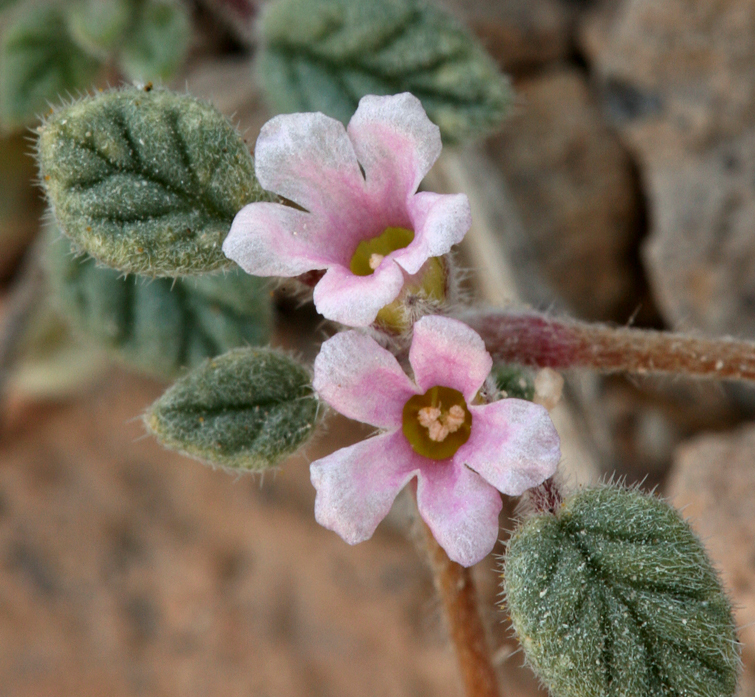 Tiquilia nuttallii (Benth. ex Hook.) A. Richards.的圖片