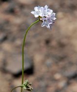 Image of California gilia