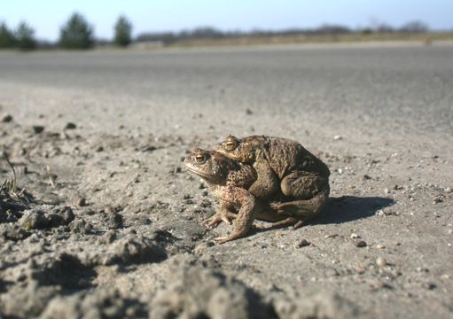 Image of Common Toad