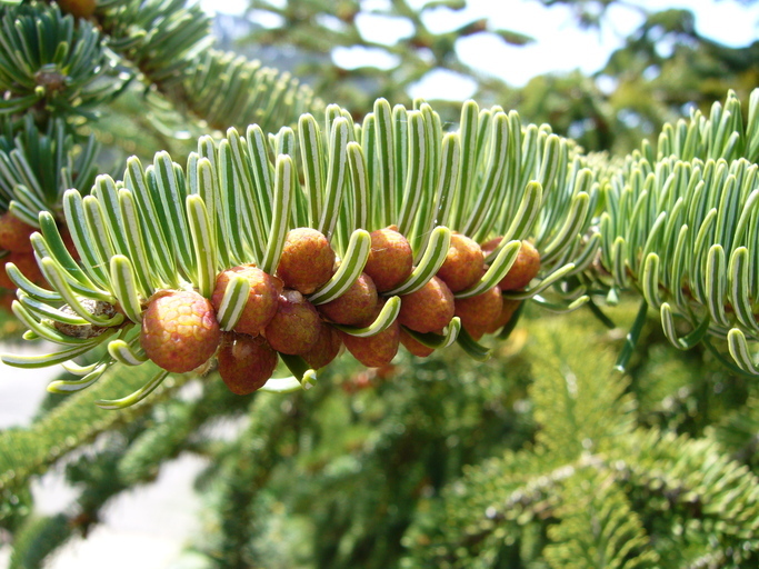 Sivun Abies nordmanniana subsp. equi-trojani (Asch. & Sint. ex Boiss.) Coode & Cullen kuva