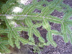 Image of Abies nordmanniana subsp. equi-trojani (Asch. & Sint. ex Boiss.) Coode & Cullen