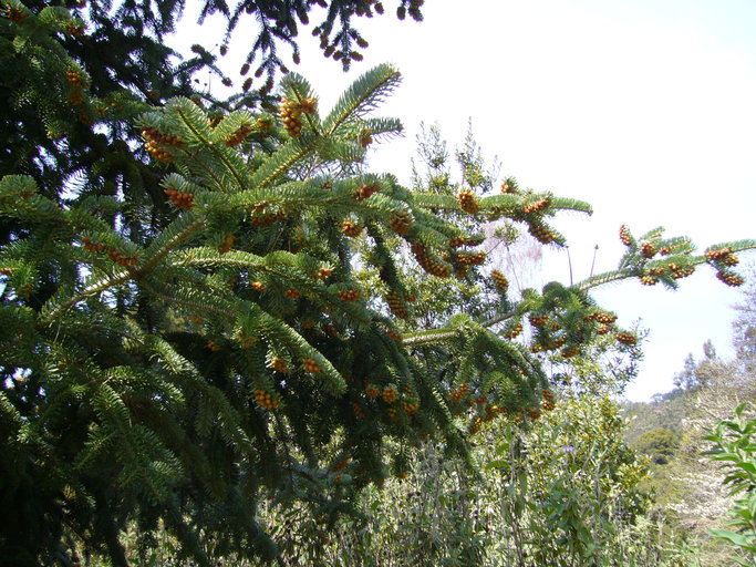 Image of Abies nordmanniana subsp. equi-trojani (Asch. & Sint. ex Boiss.) Coode & Cullen