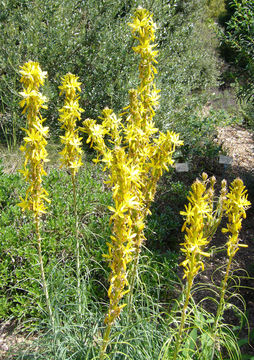 Image of yellow asphodel