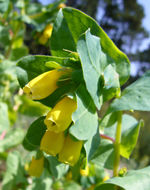 Image of honeywort