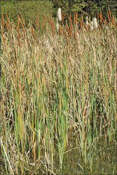 Image of broadleaf cattail