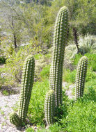 Image of Echinopsis chiloensis (Colla) H. Friedrich & G. D. Rowley