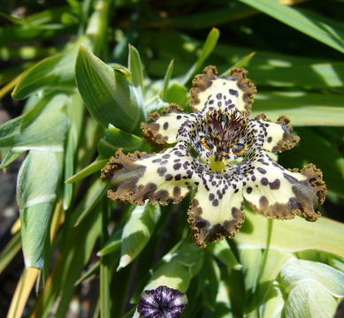 Image of Sea spider iris