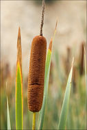 Image of broadleaf cattail