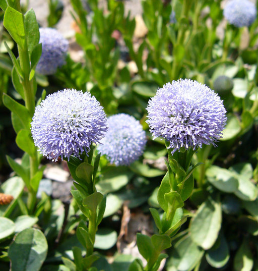 Imagem de <i>Globularia punctata</i>