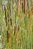 Image of broadleaf cattail