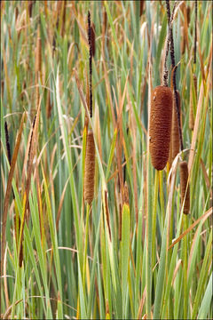 Image of broadleaf cattail