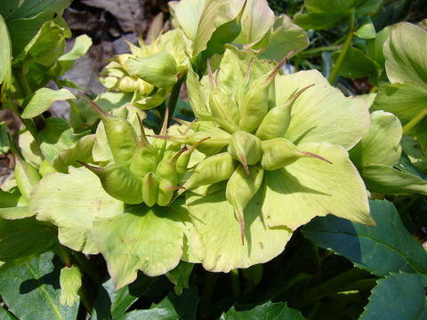 Image of black hellebore