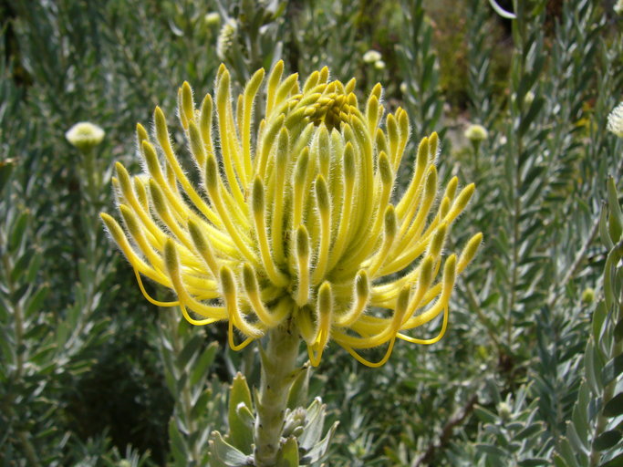 Sivun Leucospermum reflexum Buek ex Meissn. kuva