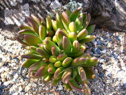 Image of Pachyphytum kimnachii Moran
