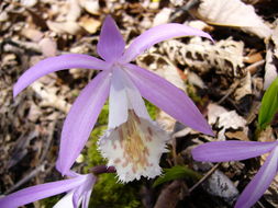 Pleione formosana Hayata resmi