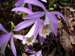 Image of Taiwan Pleione