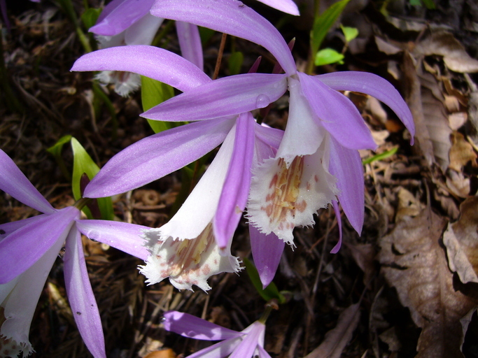 Pleione formosana Hayata resmi