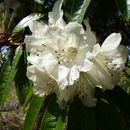 Image de Rhododendron annae Franch.
