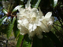 صورة Rhododendron annae Franch.