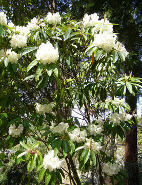 صورة Rhododendron annae Franch.